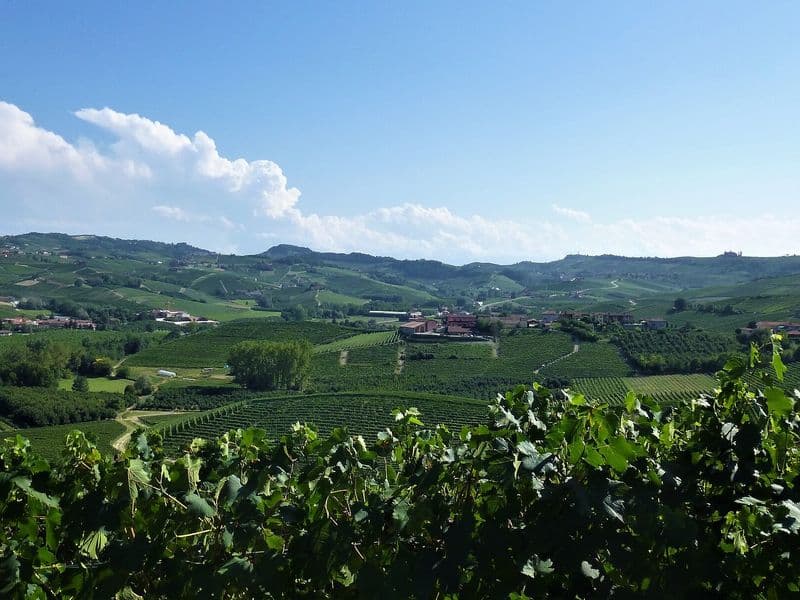 Vineyards of the Langhe hills around La Morra, Piedmont