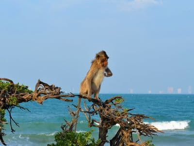 Monkey on Monkey Island, Koh Ped
