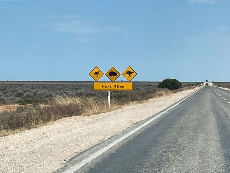 Eyre Highway across the Nullarbor Plain near Nullarbor Roadhouse, with a camel, wombat and kangaroo warning sign for the next 96 km