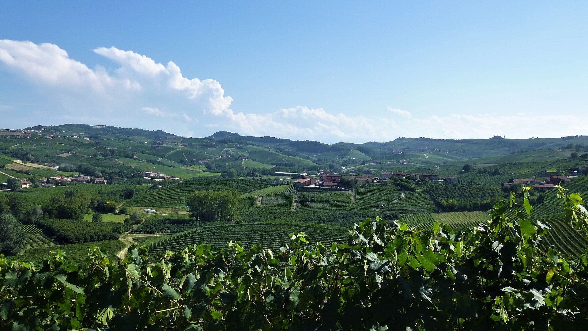 Vineyards of the Langhe hills around La Morra, Piedmont